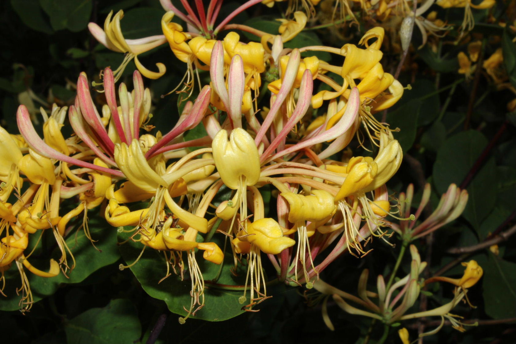 Lonicera etrusca / Caprifoglio etrusco